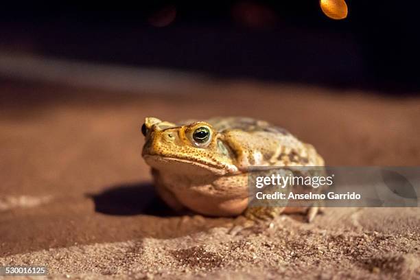 Cururu 73 Cururu Stock Photos, High-Res Pictures, and Images - Getty Images