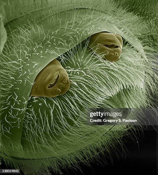 female strepsiptera protruding from the posterior end of their host, a bee sem - sem stock pictures, royalty-free photos & images