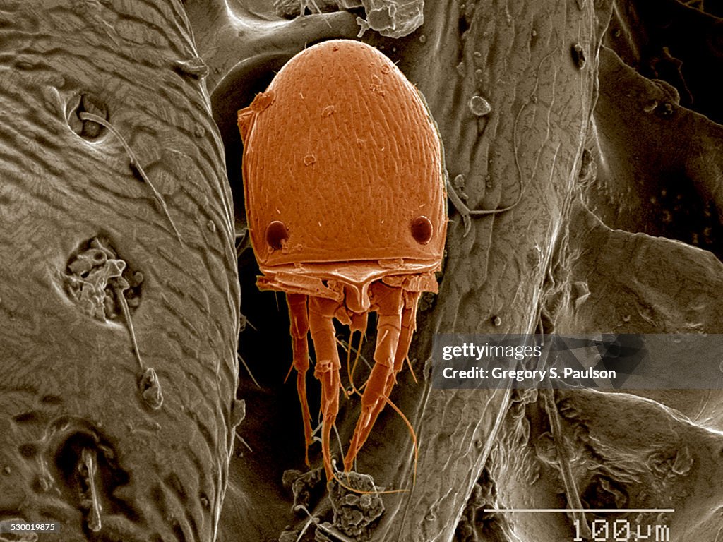 Mite on surface of beetle SEM