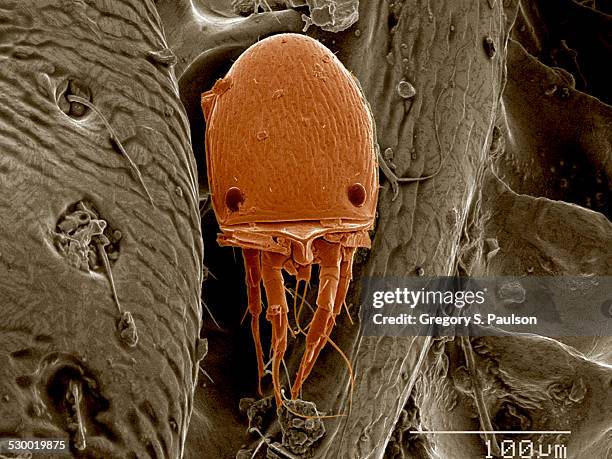 mite on surface of beetle sem - acaro foto e immagini stock