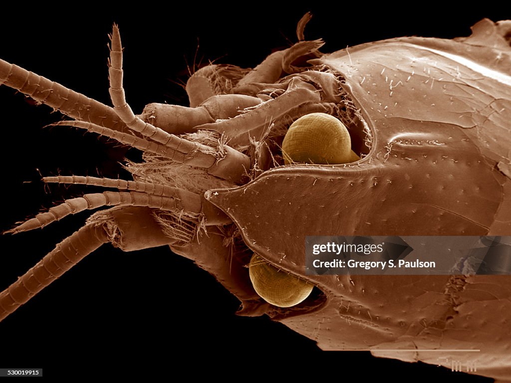 Crayfish head, Decaopda SEM