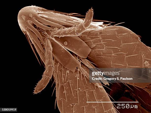 head and mouth parts of flea, siphonaptera sem - electron micrograph stock pictures, royalty-free photos & images