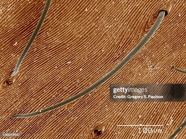 Setea Insect 47 Setae Stock Photos, High-Res Pictures, and Images - Getty Images