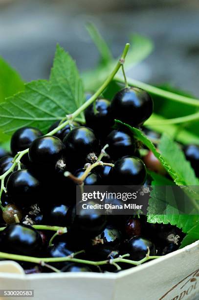 blackcurrants in wooden box, close-up - schwarze johannisbeere stock-fotos und bilder