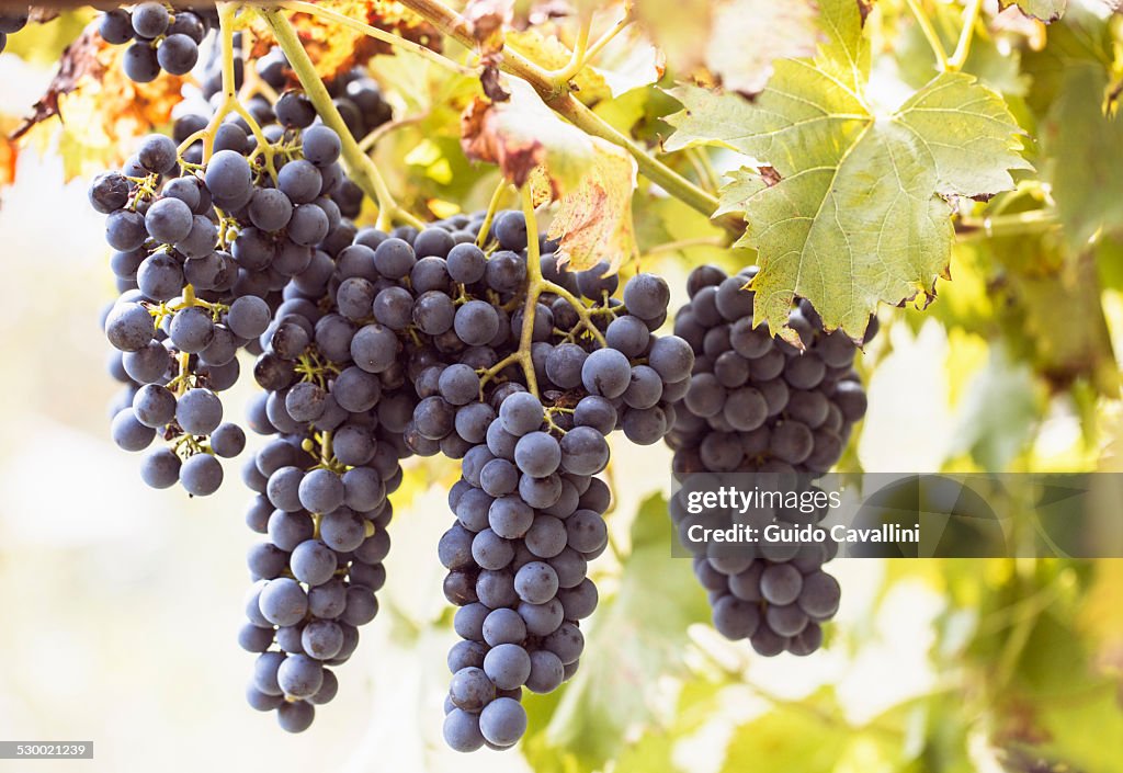 Close up of grape bunches on vine, Premosello, Verbania, Piemonte, Italy