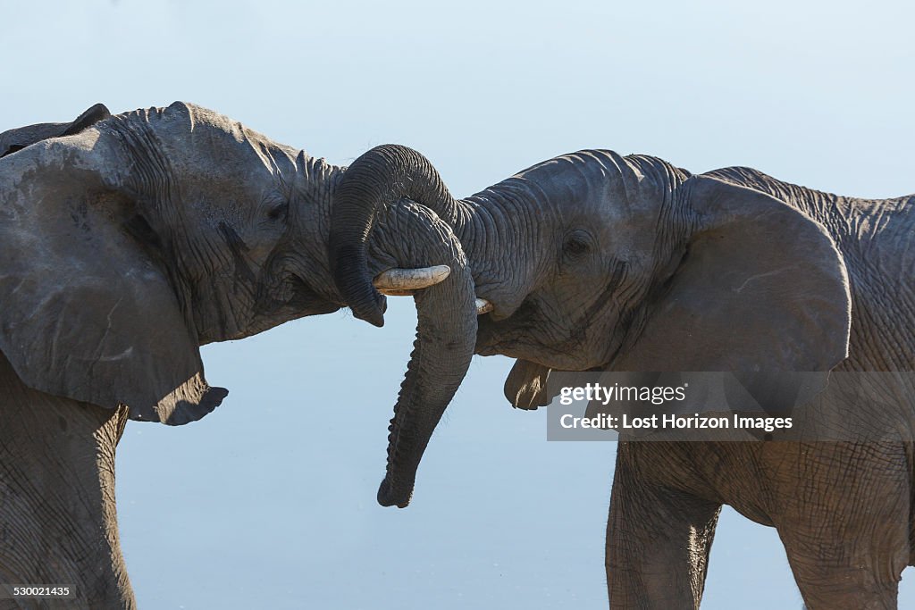 Two african elephants fighting, Etosha National Park, Namibia