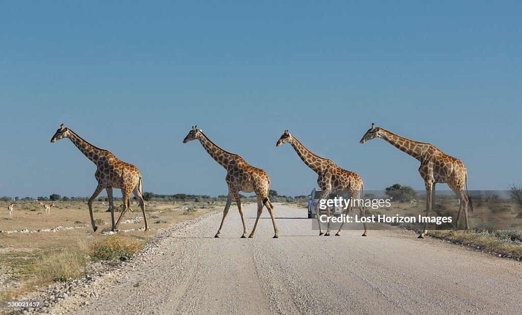 Four giraffes crossing road, Etosha National Park, Namibia