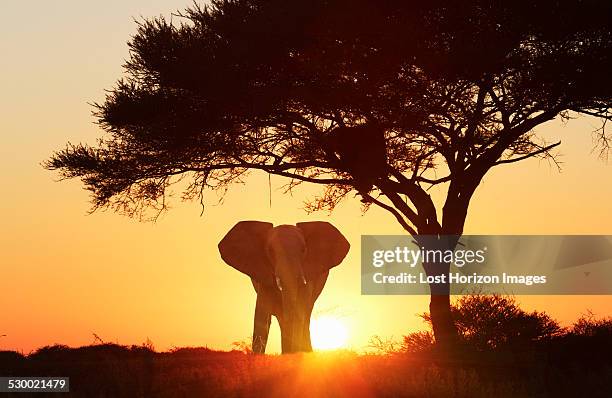 silhouetted african elephant at sunset, etosha national park, namibia - african elephant bildbanksfoton och bilder