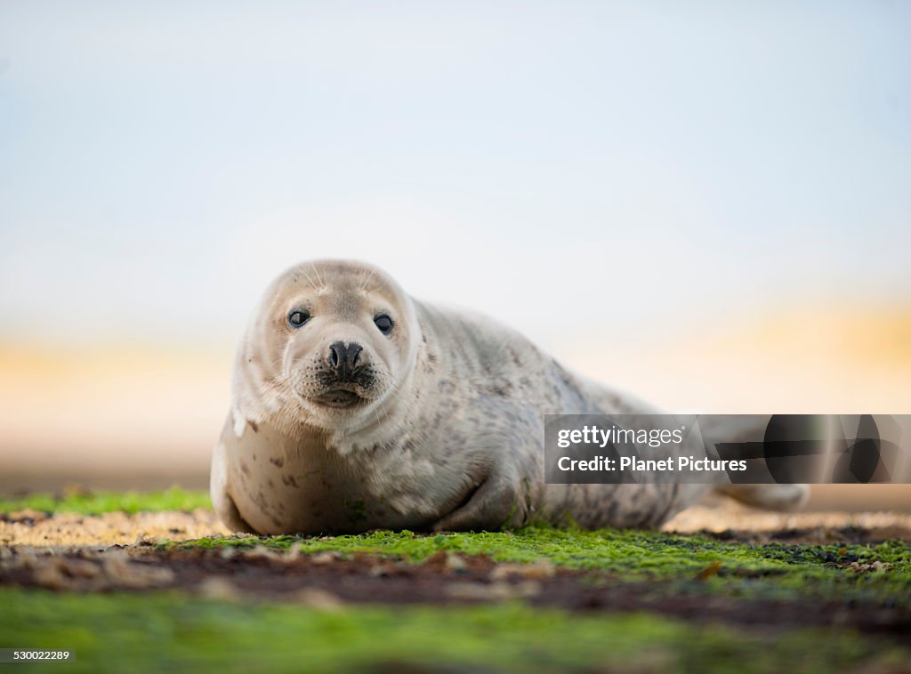 Portrait of common seal on beach