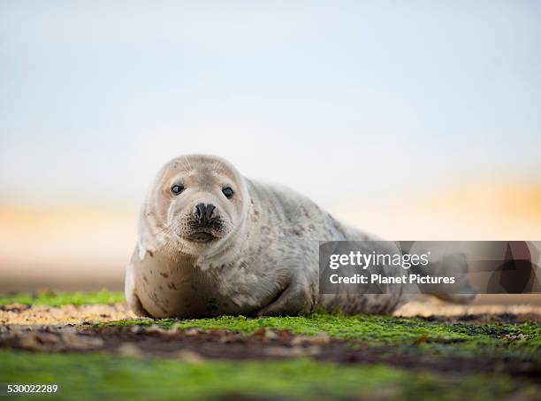 portrait of common seal on beach - knubbsäl bildbanksfoton och bilder