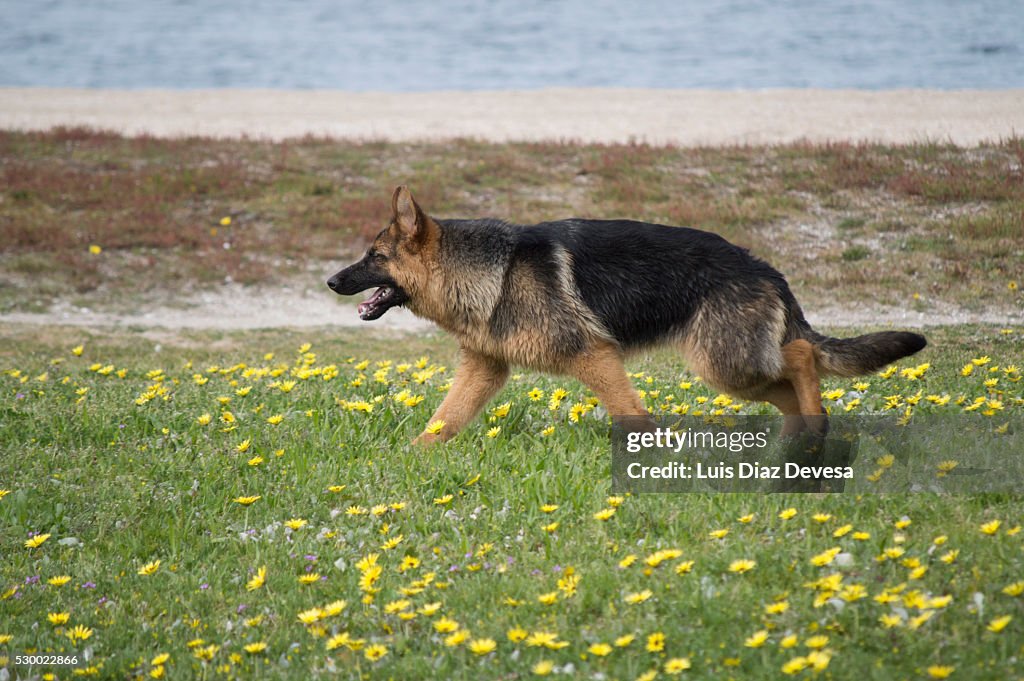 Dog walking through fields