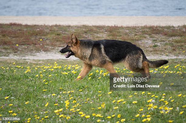 dog walking through fields - german shepherd teeth stock pictures, royalty-free photos & images