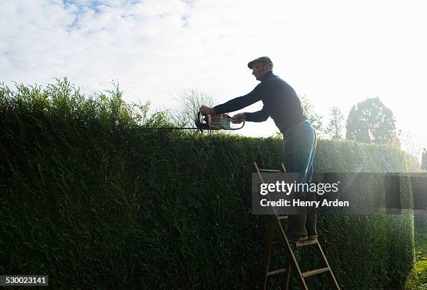 silhouetted man on top of ladders trimming tall garden hedge - heckenschere stock-fotos und bilder
