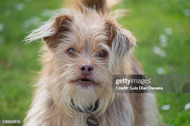 dog smiling outdoors - chinook dog stock pictures, royalty-free photos & images