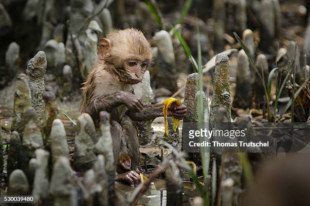 Mongla, Bangladesh A young monkey sitting in Caramel Ecotourism Centre on the floor and eating a slice of banana on April 12, 2016 in Mongla,...