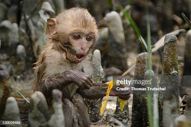 Mongla, Bangladesh A young monkey sitting in Caramel Ecotourism Centre on the floor and eating a slice of banana on April 12, 2016 in Mongla,...