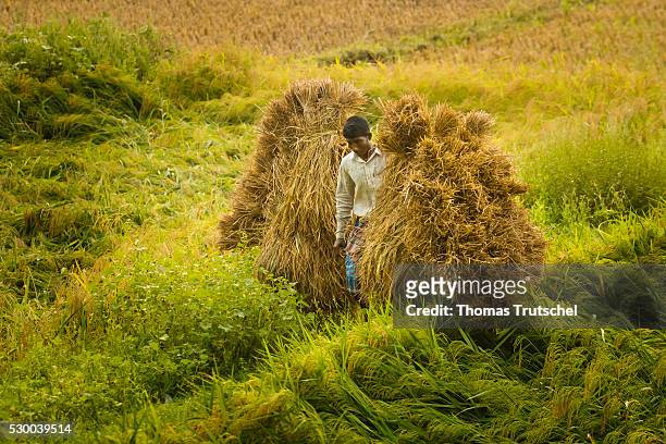 Mongla, Bangladesh Farmers harvesting rice in a rural region in the southwest of Bangladesh on April 12, 2016 in Mongla, Bangladesh.