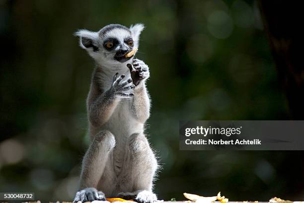 ring tailed lemur eating, south africa - lémur de cola anillada fotografías e imágenes de stock