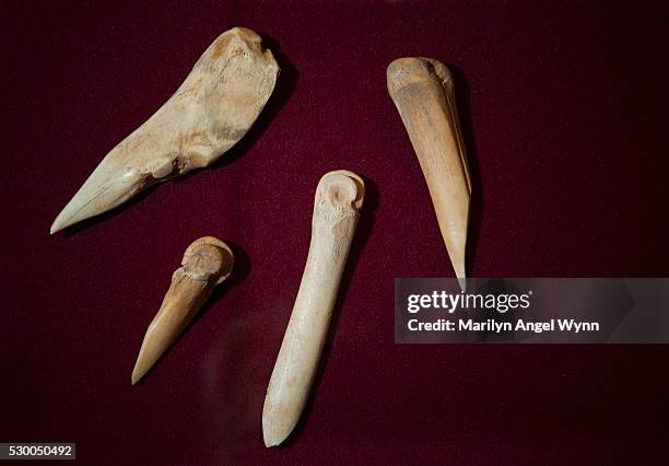 bone needles and awls - anasazi culture 個照片及圖片檔