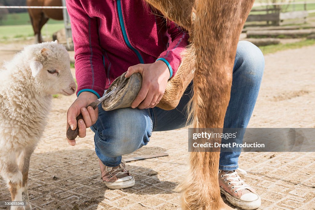 Woman cleaning horse's hoof, Bavaria, Germany