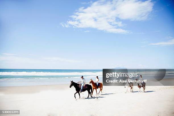 horse riding, pakiri beach, auckland, new zealand - new zealand rural stockfoto's en -beelden