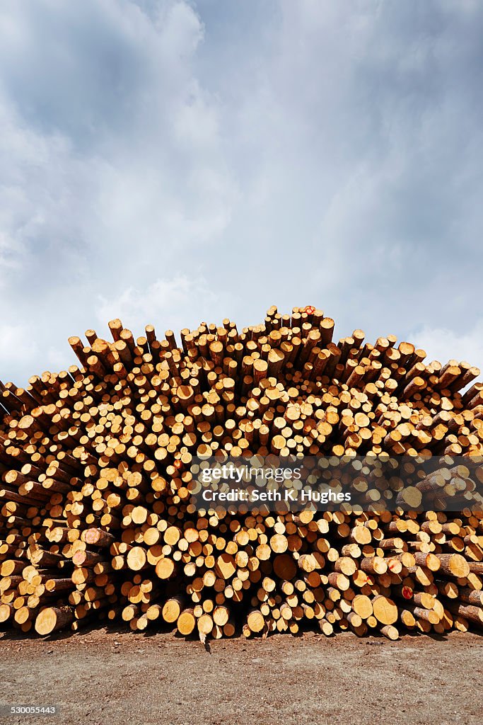 Stacked freshly logged timber in timber yard