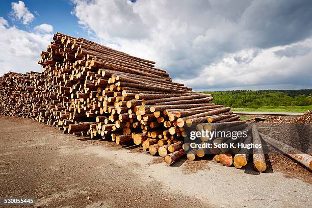 stack of freshly logged timber in timber yard - depósito de madeira - fotografias e filmes do acervo