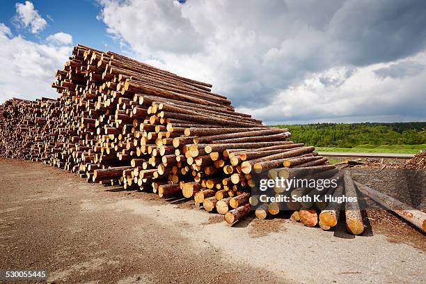 stack of freshly logged timber in timber yard - depósito de madeiras imagens e fotografias de stock