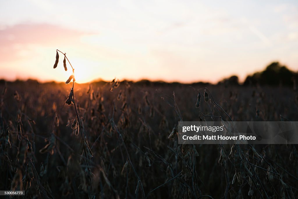 Silhouetted soy bean field at sunset, Missouri, USA