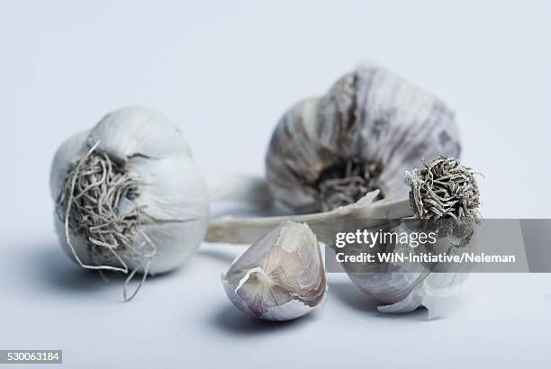 close-up of garlic - commonwealth of independent states stock pictures, royalty-free photos & images