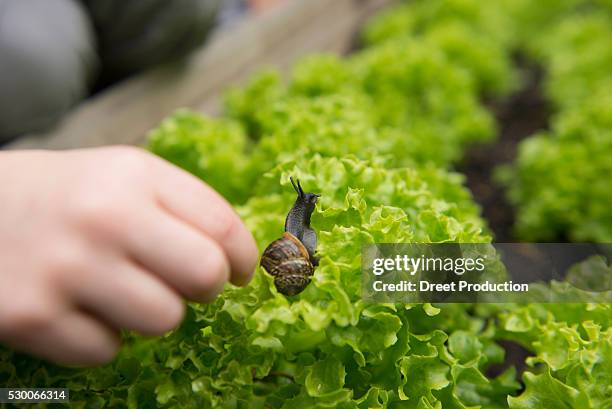 close up of childs hand picking snail from lettuce - slakkenhuis stockfoto's en -beelden