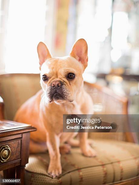 portrait of french bulldog sitting in armchair - bulldog frances imagens e fotografias de stock