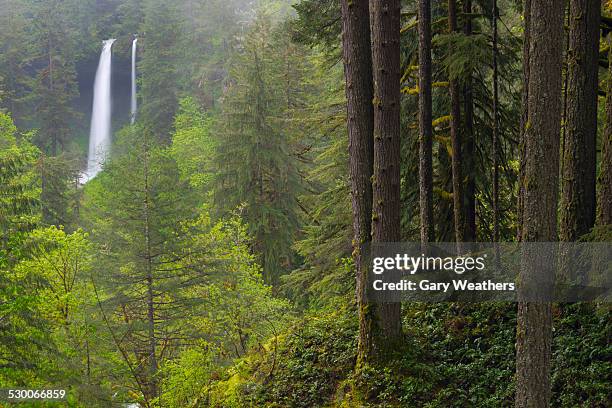 usa, oregon, marion county, silver state park with waterfall in background - salem oregon fotografías e imágenes de stock