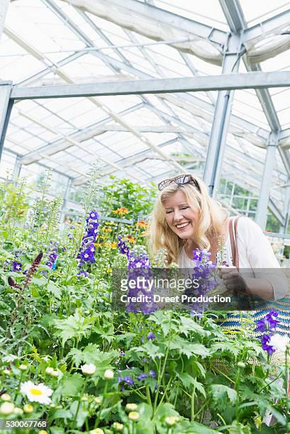 mature woman admiring hydrangea flower in garden centre, augsburg, bavaria, germany - hydrangea lifestyle stockfoto's en -beelden