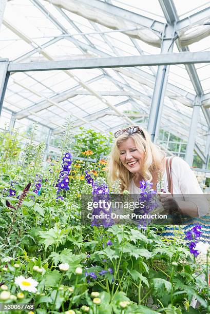 mature woman admiring hydrangea flower in garden centre, augsburg, bavaria, germany - riddarsporresläktet bildbanksfoton och bilder