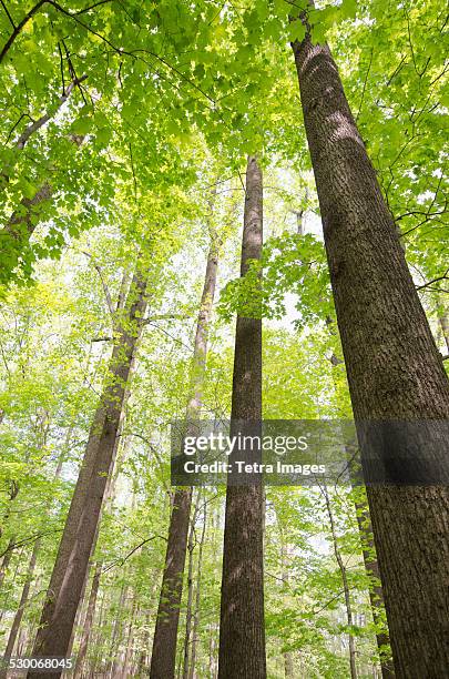 usa, new jersey, morristown, low angle view of trees in forest - poplar stock pictures, royalty-free photos & images