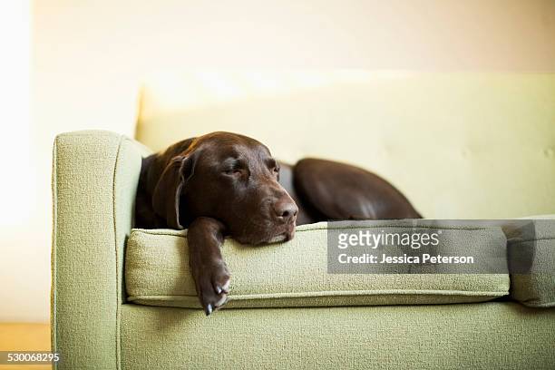 chocolate labrador resting on sofa - sleeping dog stock pictures, royalty-free photos & images