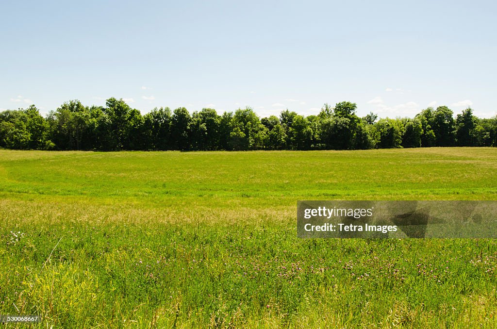 USA, New York, Hudson, View of meadow