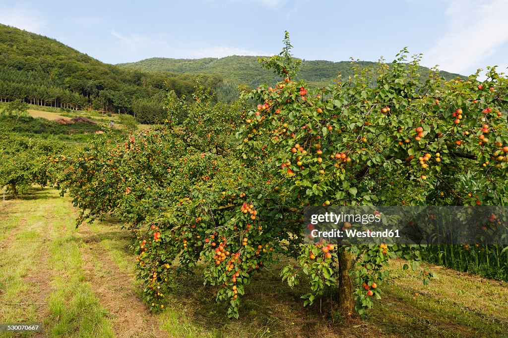 Austria, Lower Austria, Waldviertel, Wachau, Apricot Trees, Prunus armeniaca