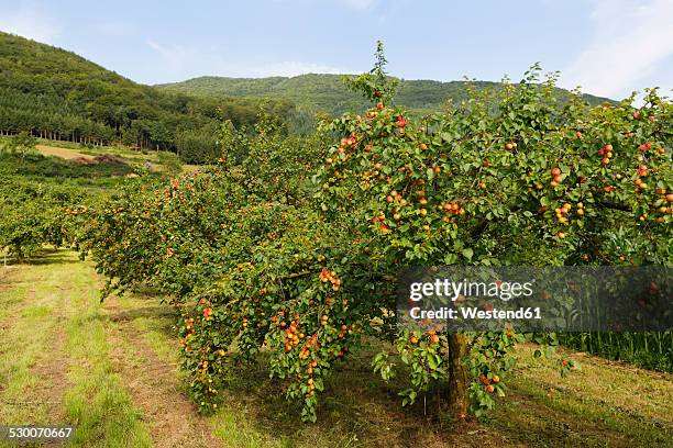 austria, lower austria, waldviertel, wachau, apricot trees, prunus armeniaca - abricoteiro - fotografias e filmes do acervo