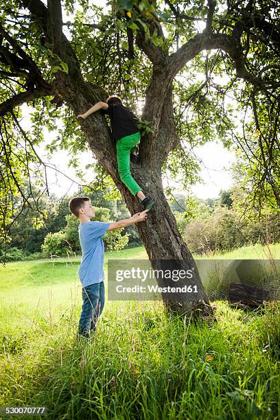 boy helping his friend to climb down a tree - dar uma ajuda imagens e fotografias de stock