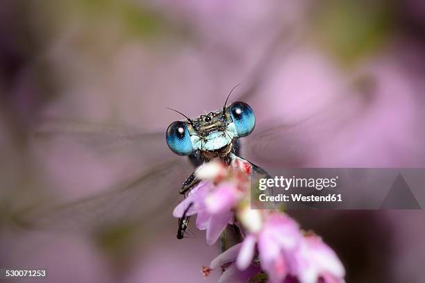 emerald damselfly, lestes sponsa - dragon fly stock pictures, royalty-free photos & images