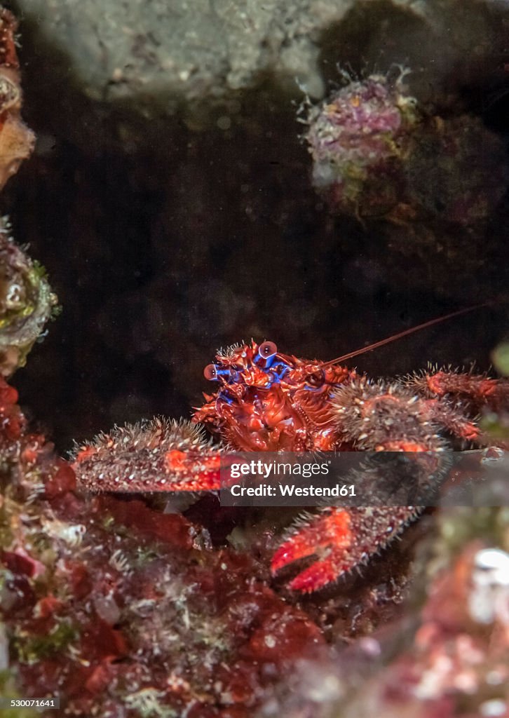 Croatia, Spinous Squad Lobster, Galathea strigosa