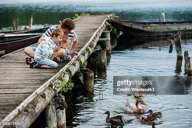 germany, rhineland-palatinate, laacher see, father with two sons on jetty feeding ducks - duck bird stock pictures, royalty-free photos & images