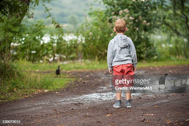 germany, rhineland-palatinate, laacher see, boy looking at two ducks - kids standing stock-fotos und bilder