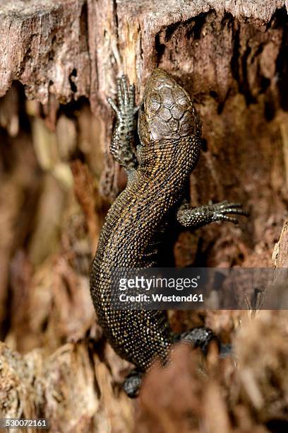 common lizard, zootoca vivipara, on wood - lacerta vivipara stock pictures, royalty-free photos & images