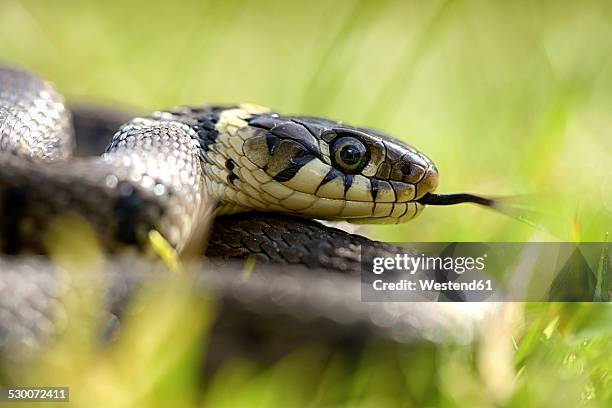 grass snake, natrix natrix - grass snake stock pictures, royalty-free photos & images