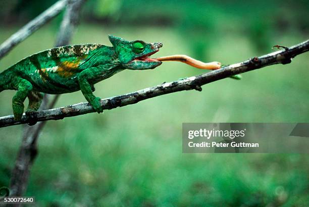 parsons chameleon catches grasshopper - chameleon tongue foto e immagini stock