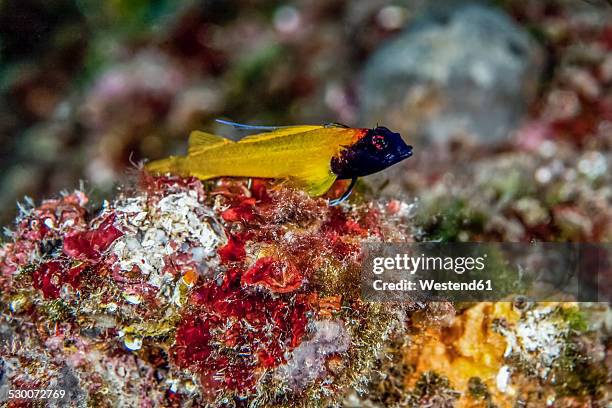 croatia, black-faced blenny, tripterygion delaisi - black blenny stock pictures, royalty-free photos & images