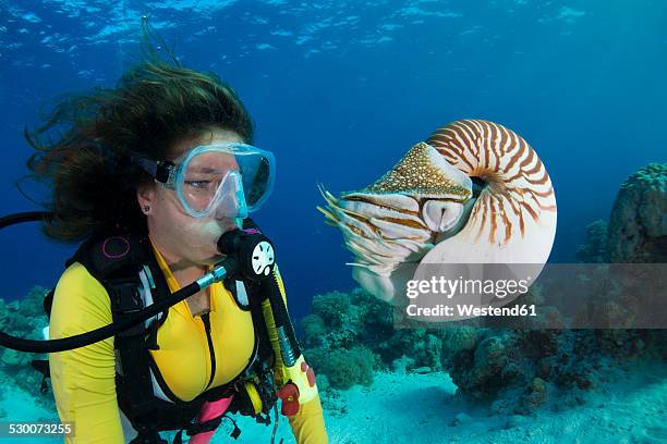 oceania, palau, diver watching palau nautilus, nautilus belauensis, in pacific ocean - nautilus stockfoto's en -beelden